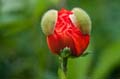 017 Mohn